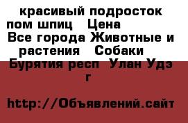 красивый подросток пом шпиц › Цена ­ 30 000 - Все города Животные и растения » Собаки   . Бурятия респ.,Улан-Удэ г.